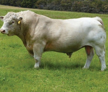 bull